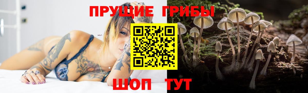 где можно купить   Вход с VPN  Реж  Псилоцибиновые грибы GOLDEN TEACHER 
